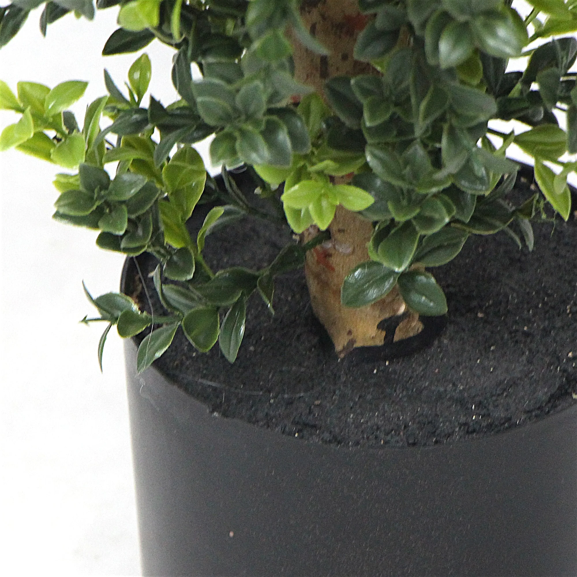 Artificial Potted Topiary Tree 120cm UV Resistant - Image 4