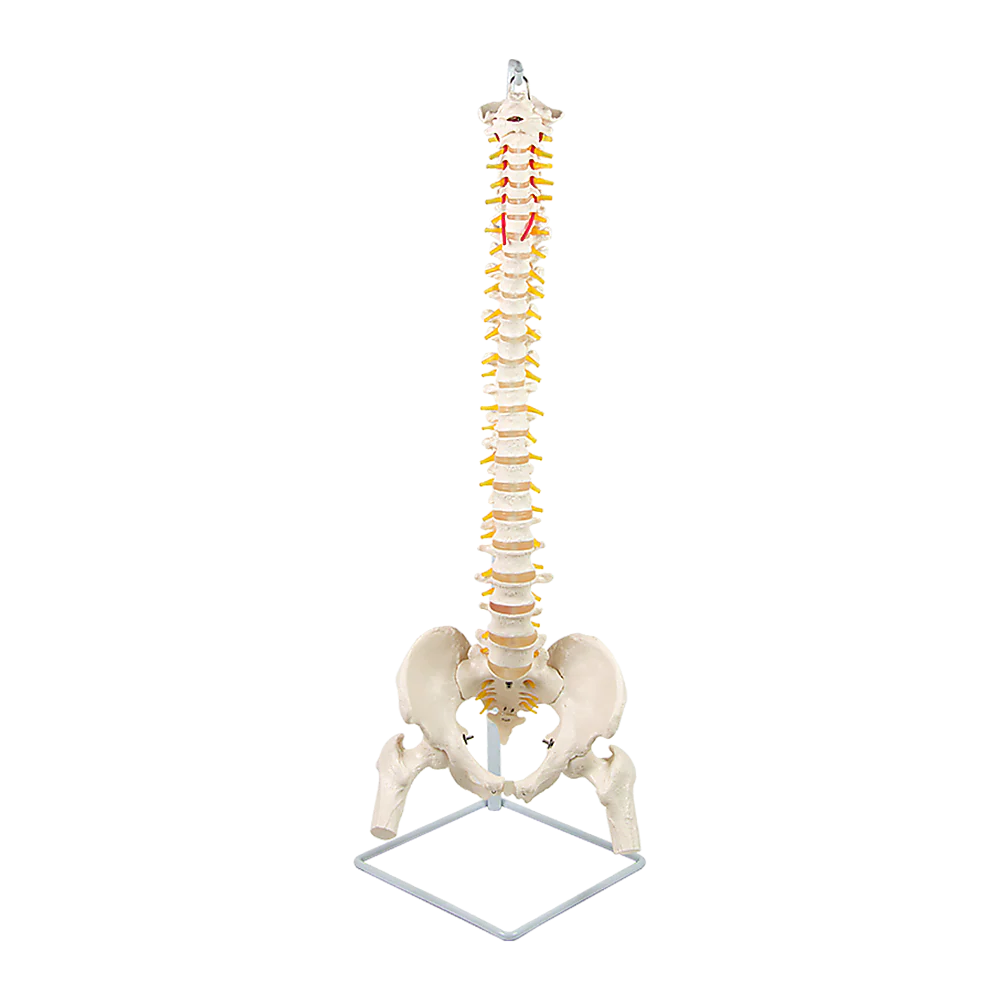 Life Size Flexible Vertebral Spine Pelvis & Femur Skeleton Model Anatomy Model