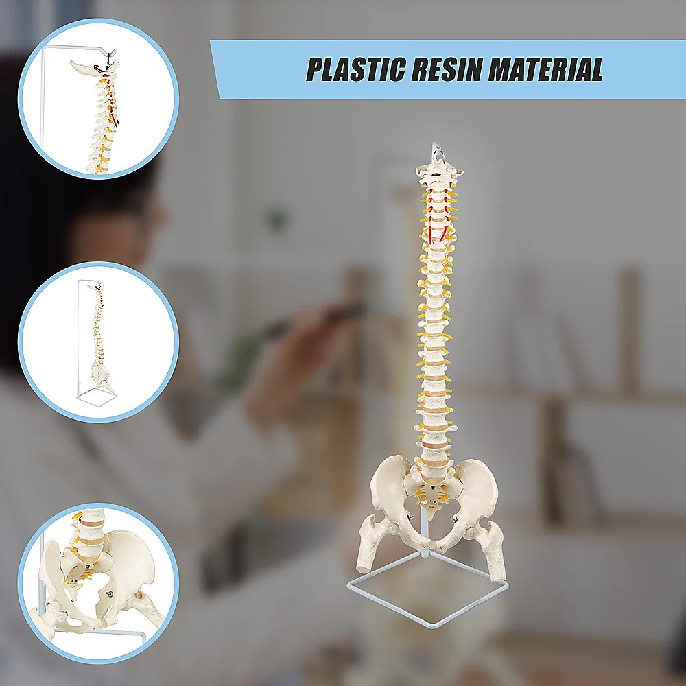 Life Size Flexible Vertebral Spine Pelvis & Femur Skeleton Model Anatomy Model - Image 8