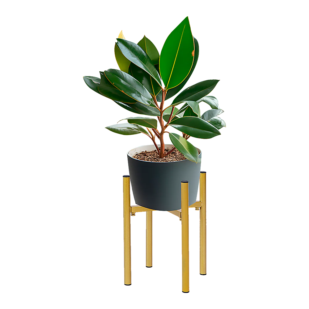 Metal Plant Stand Adjustable Indoor - Image 5