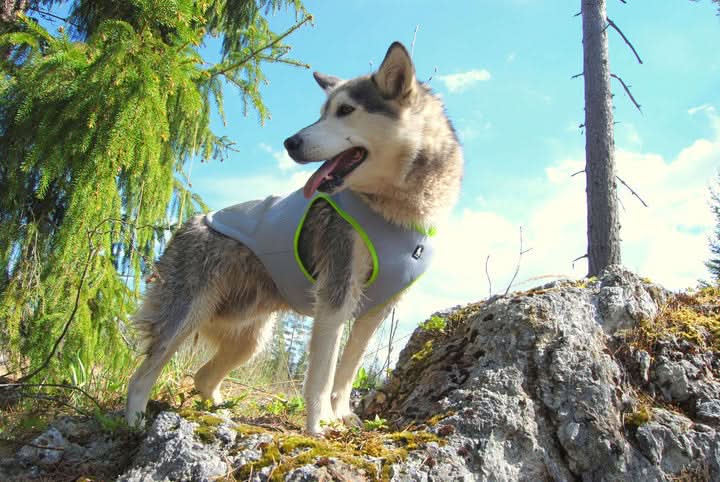 True Love Cooling Vest - Yellow, XL - Image 3