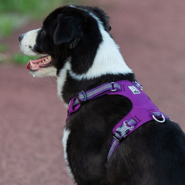 True Love Lightweight Reflective Harness - Purple, S - Image 5
